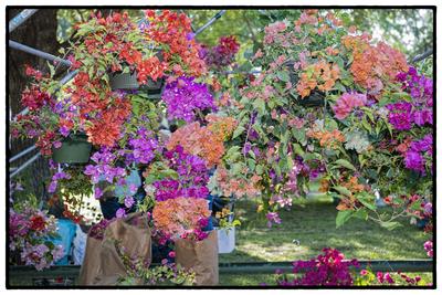 dsc_1380_copy