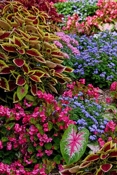 heart_of_the_garden