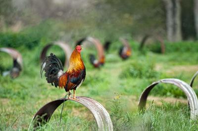 rooster