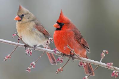 dsc_4931_dreamy_redbirds
